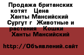 Продажа британских котят › Цена ­ 2 500 - Ханты-Мансийский, Сургут г. Животные и растения » Кошки   . Ханты-Мансийский